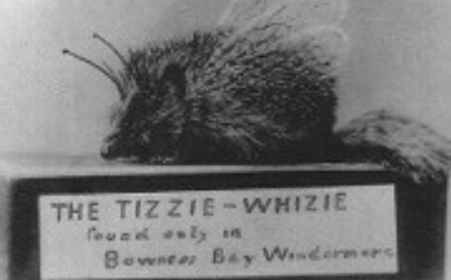 Photograph of the alleged Tizzie Wizzie