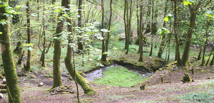Rectangular mill pond within Low Wood, Elterwater copyright Oxford Archaeology North