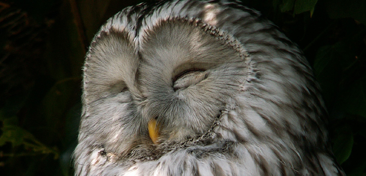 Sleeping owl copyright Andrea Hills