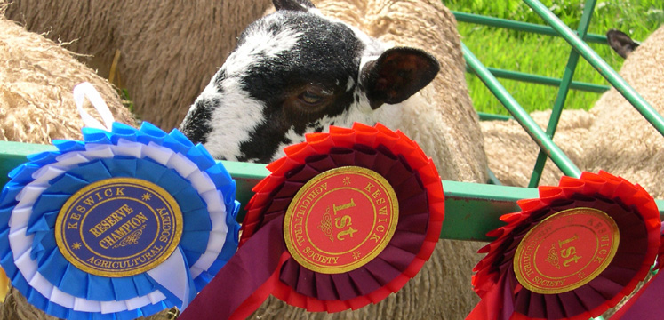 Sheep and rosettes copyright Michael Turner