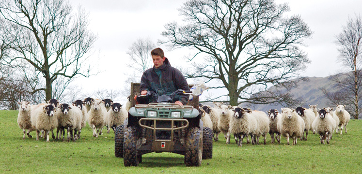Farmer on a quad bike with sheep copyright Charlie Hedley