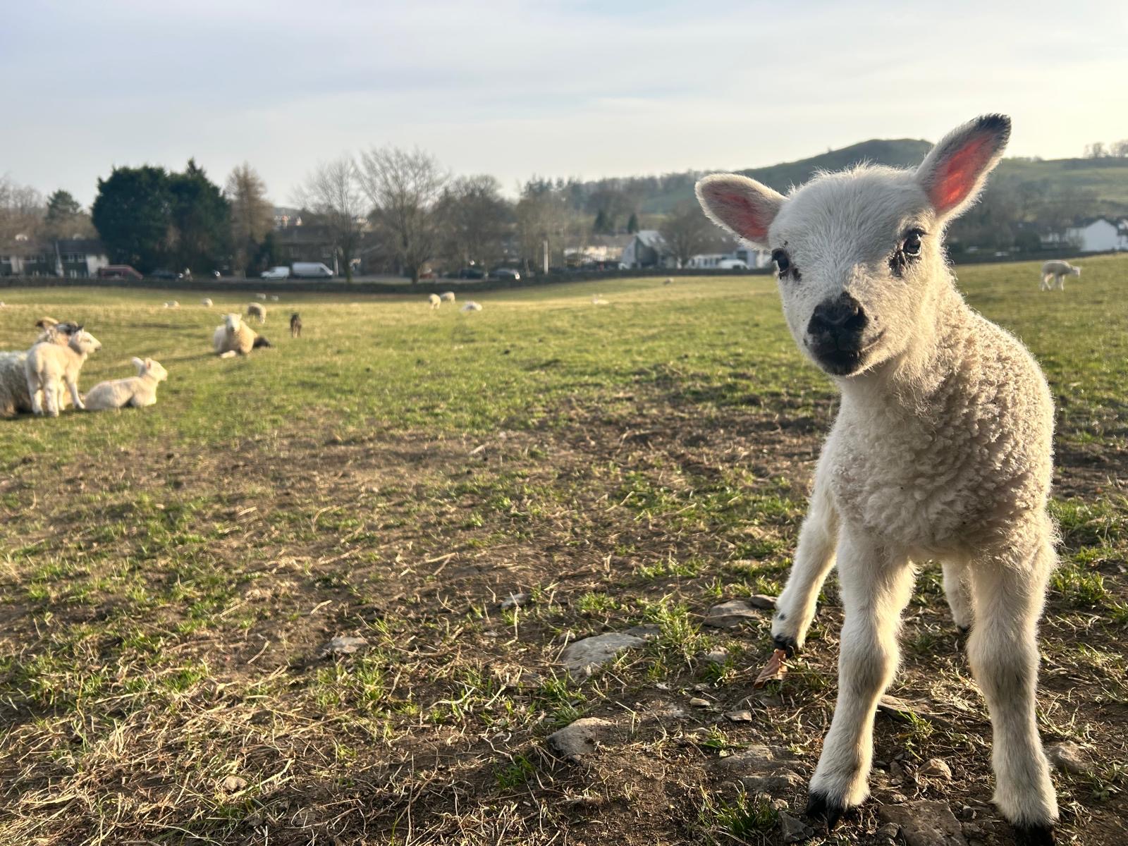 Landscape picture of a lamb