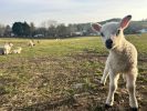 Landscape picture of a lamb