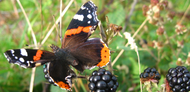 Red Admiral butterfly copyright LDNPA