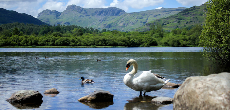 Elterwater and swan