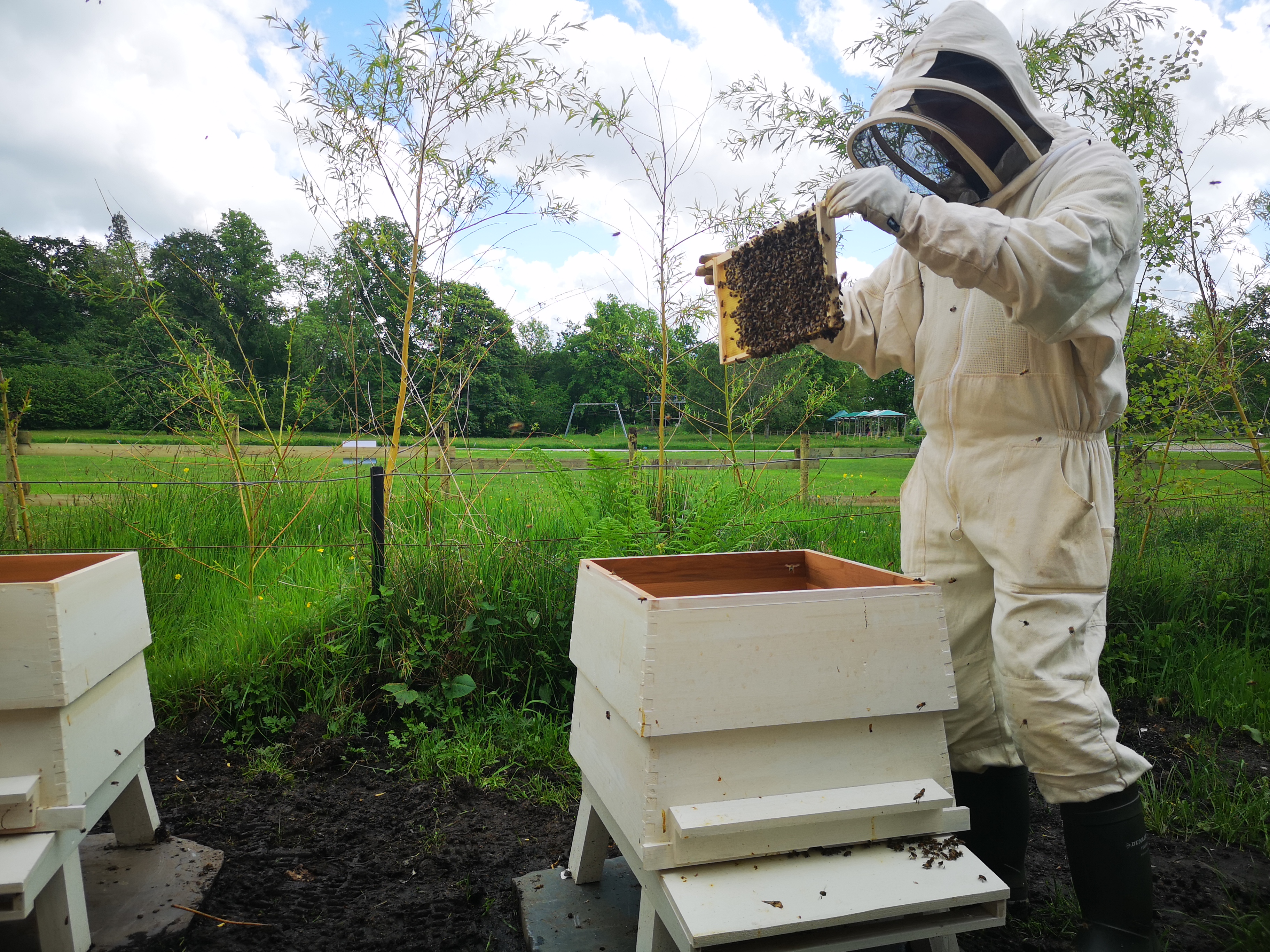 Beekeeper Ben checking the bees at Brockhole