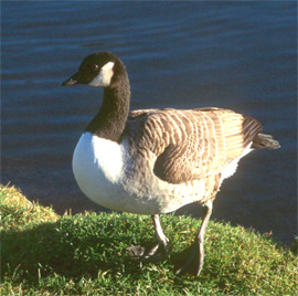 Canada goose copyright Arthur Grosset