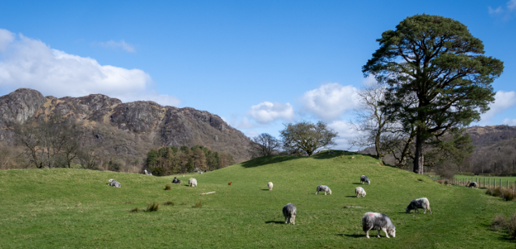 A field with Herdwick sheep in grazing%