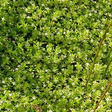 New Zealand pigmyweed also known as crassula helmsii