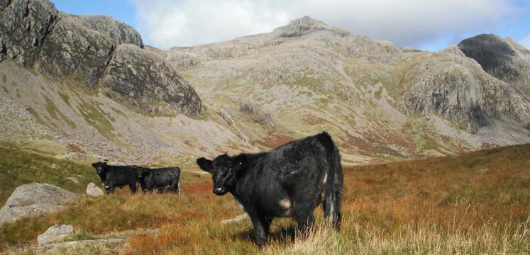 Cattle grazing on Great Moss below Scafell Pike - copyright LDNPA