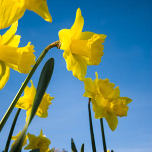 Daffodils