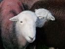 Herdwick sheep © Andrea Hills.