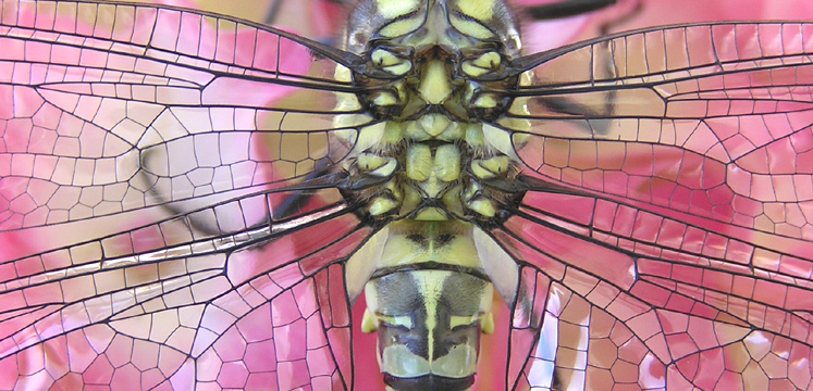 Closeup of a Southern Hawker dragonfly copyright Julia Knott