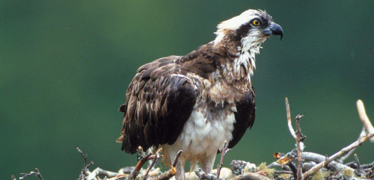 Osprey on nest copyright RSPB