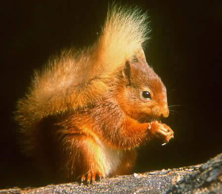 Red squirrel