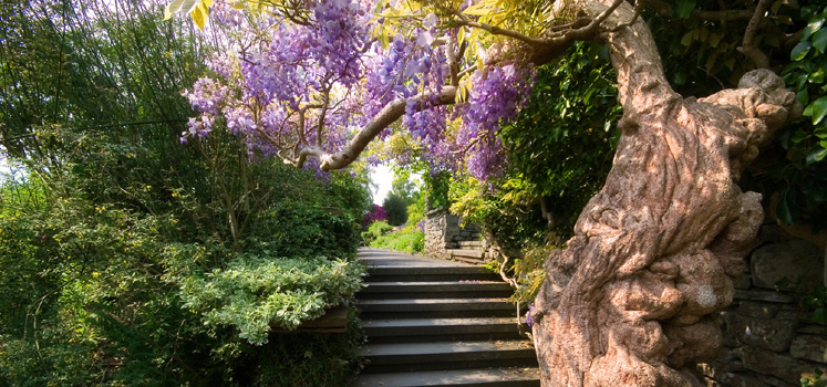 Wisteria over path at Brockhole - The Lake District Visitor Centre copyright Teresa Hills