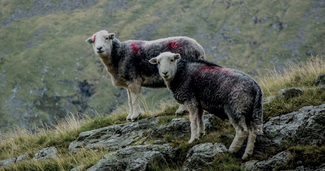 Herdwick Sheep on the Fellside