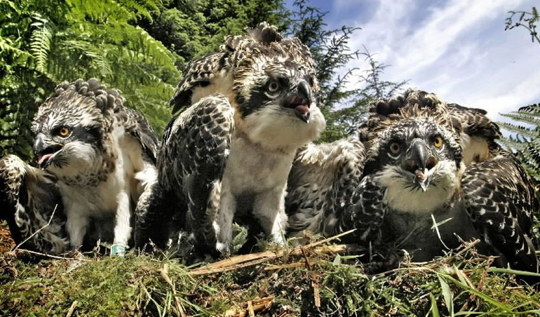 osprey