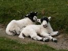 Rough Fell lambs © Andrea Hills.