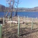 New trees being planted on the shore of Ullswater