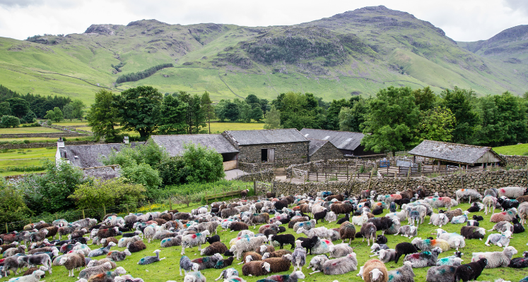 A field full of sheep with numbers on them at a farm with a fell backdrop