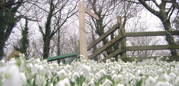 Snowdrops near Loweswater copyright Michael Turner
