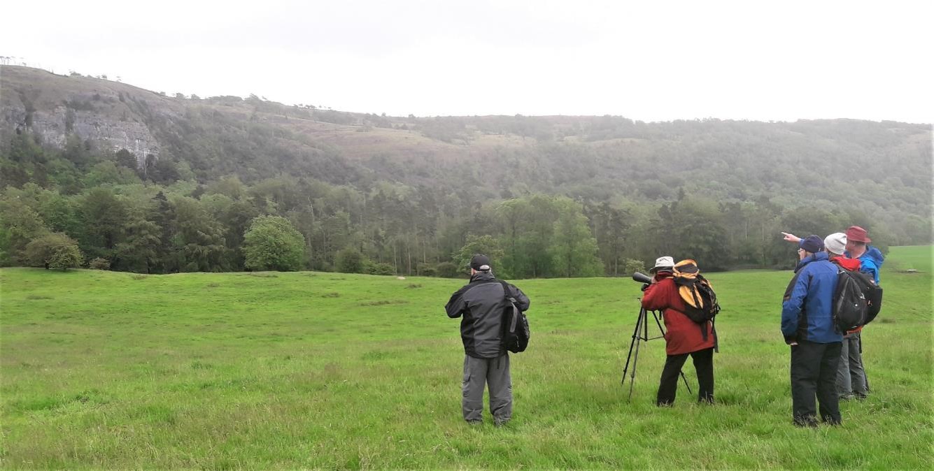 Volunteers use a high powered telescope to note where the birds are nesting