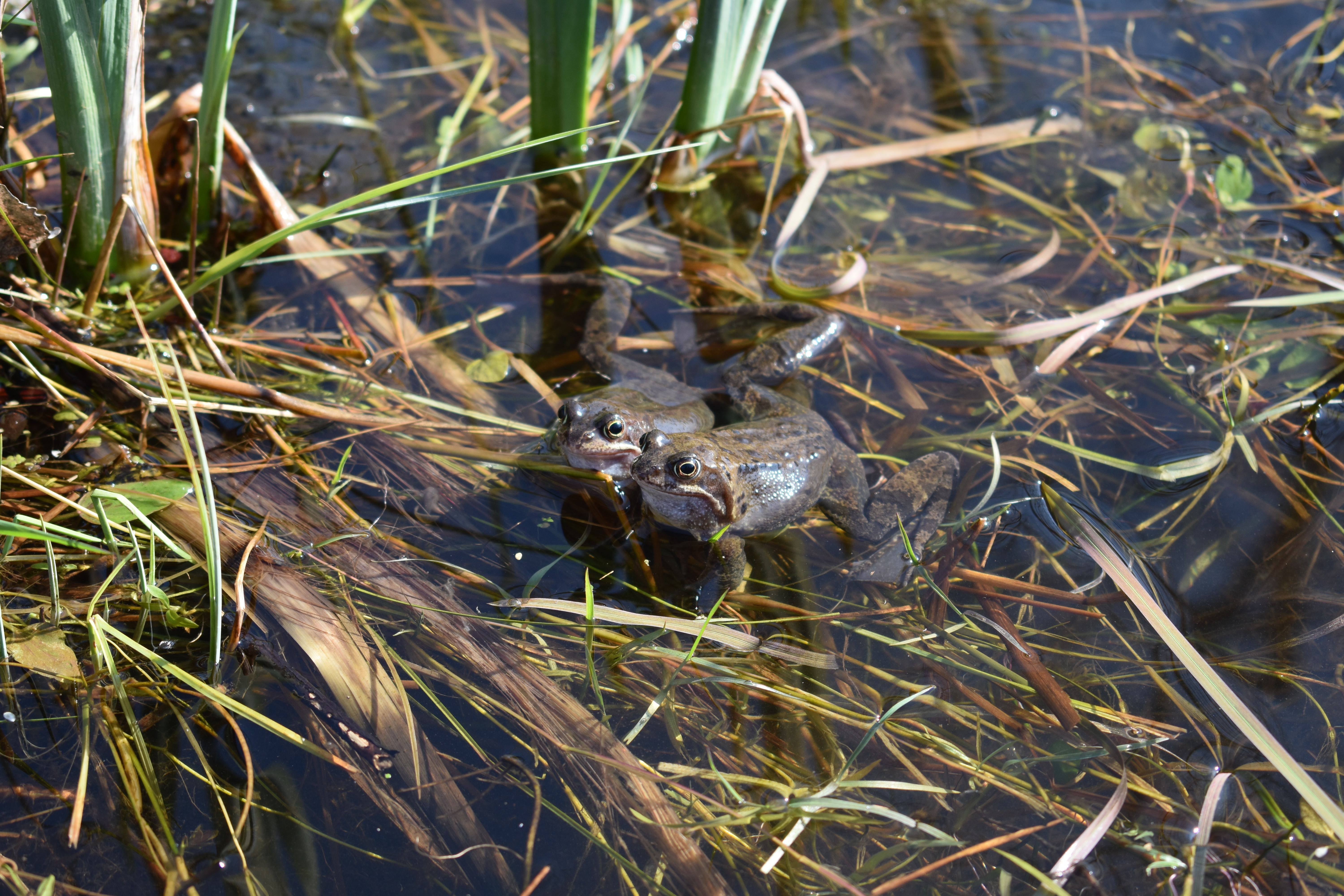 Frogs in the ponds at Brockhole