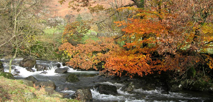 Easedale Beck and autumn leaves copyright Helen Reynolds