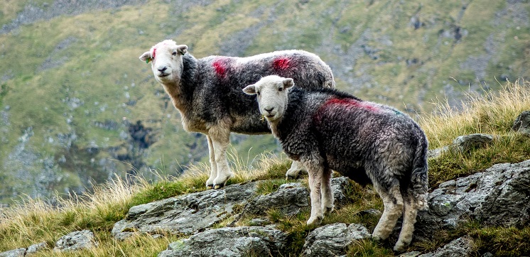 Two Herdwick sheep at Borrowdale.