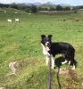 Puppy on a lead in a field of sheep.