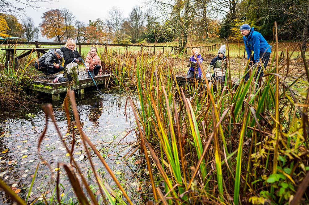 Pond and reeds at Brockhole
