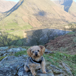 Milo, the Yorkshire Terrier, sat on top of fell with mountain view backdrop