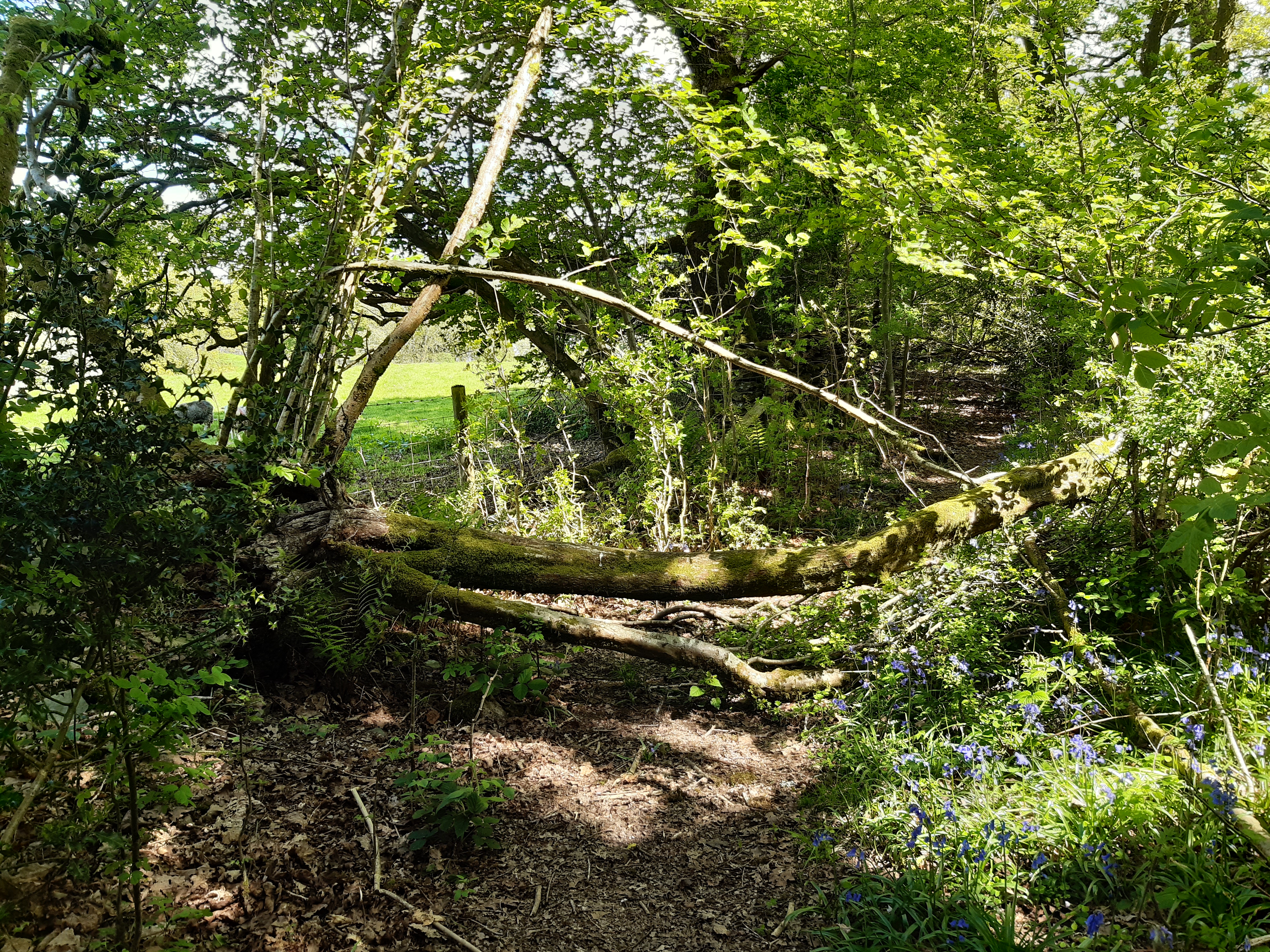 Fallen Tree