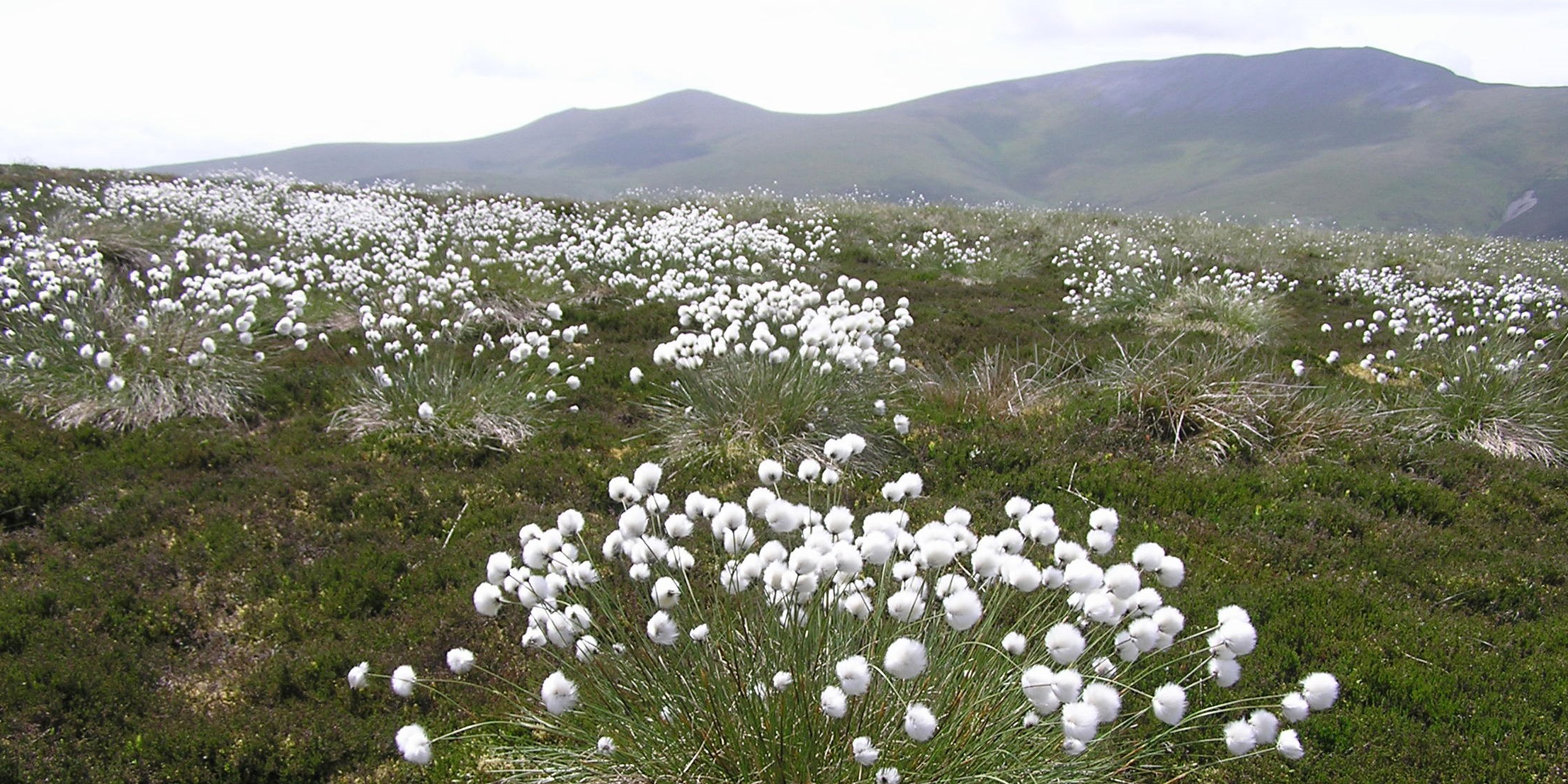 cotton grass