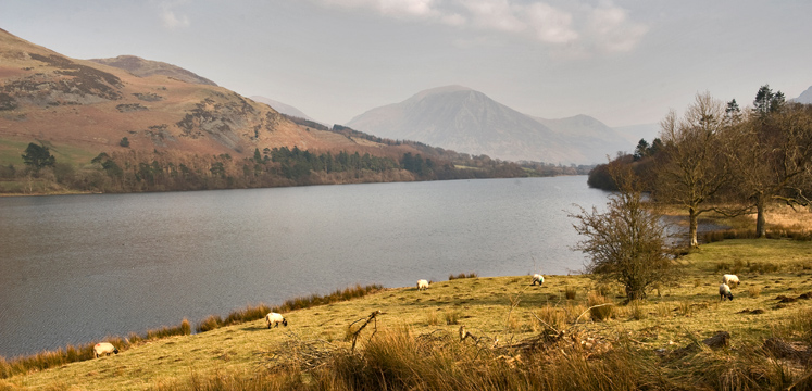 Sheep grazing by Loweswater copyright Charlie Hedley