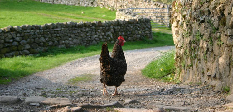 Rooster on a farmtrack in Wasdale copyright Di Jackson