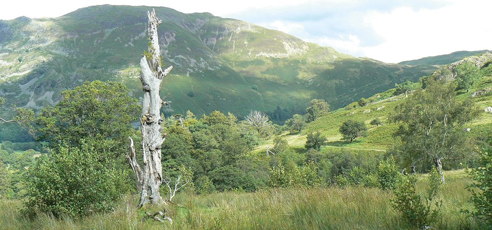 Wood Pasture