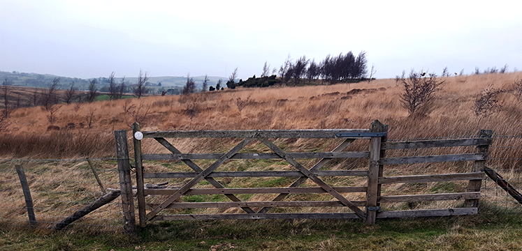 Fence and gate on Common land to encourage tree growth