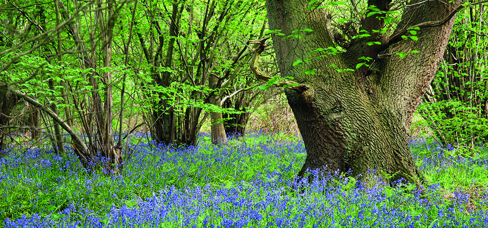 Coppiced Woodland