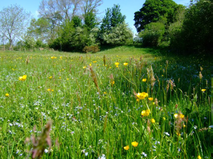 Hay meadow