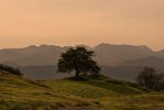 Tree in front of Langdale Pikes © Nick Thorne.