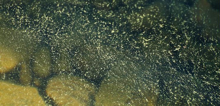 One variety of blue green algae copyright Dave Willis