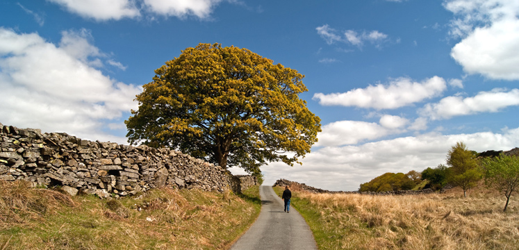 Tree in Torver copyright Nick Thorne Bodian Photography