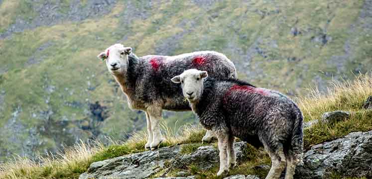 Herdwick sheep in Borrowdale Valley - copyright Andrew Locking