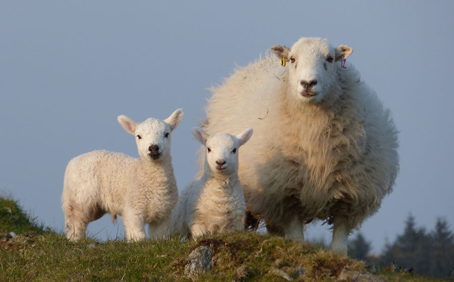A white cheviot sheep with two young lambs on a grassy hill