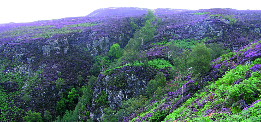 Successional Scrub