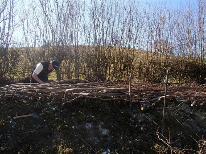 Hedgelaying - Rusland Horizons trust