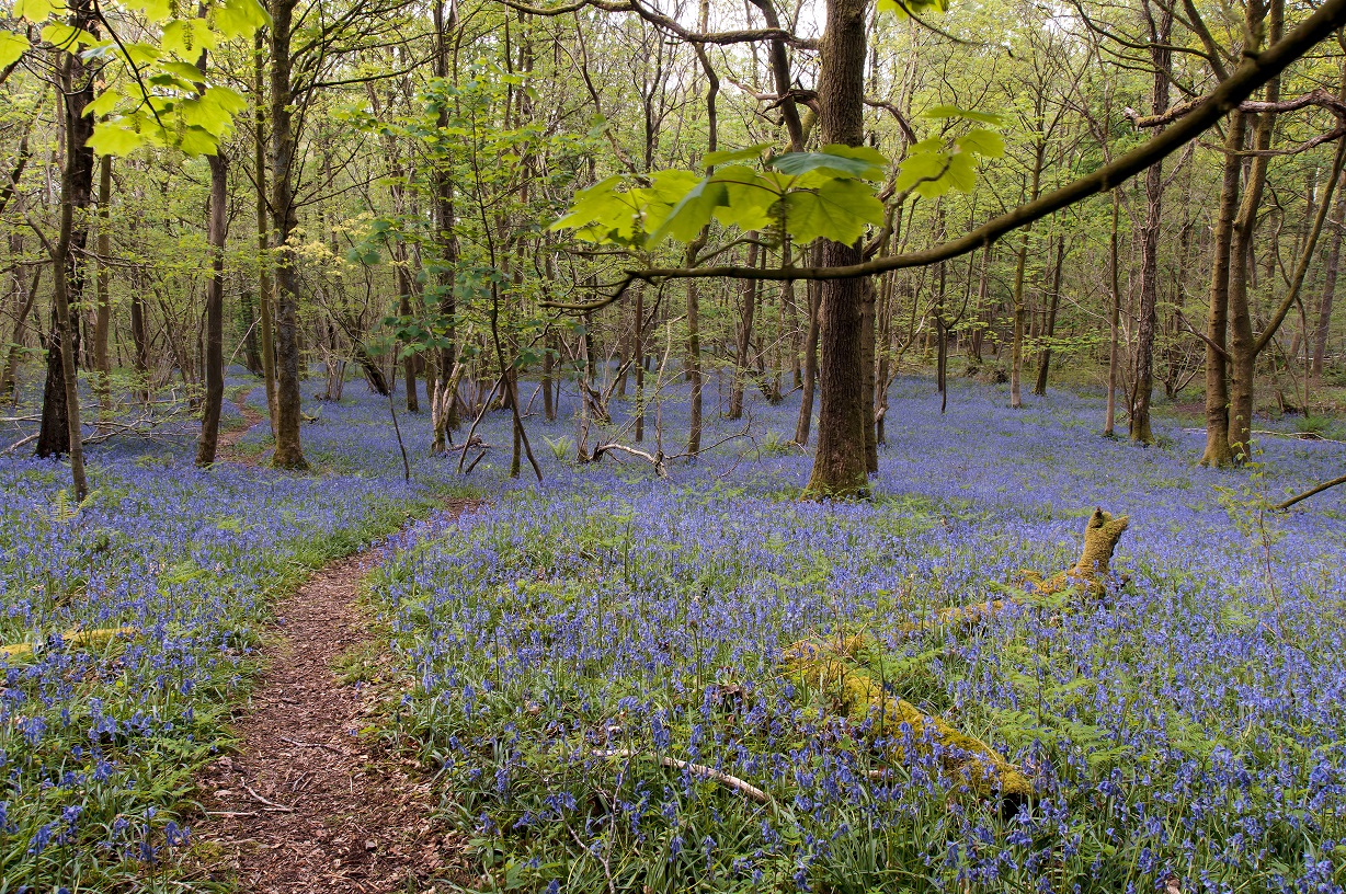Nick Thorne, Bodian Photography, Bluebells