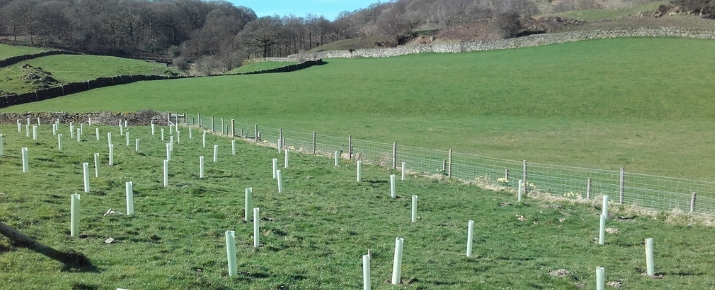 Trees freshly planted by Rusland Horizons' volunteers and apprentices 